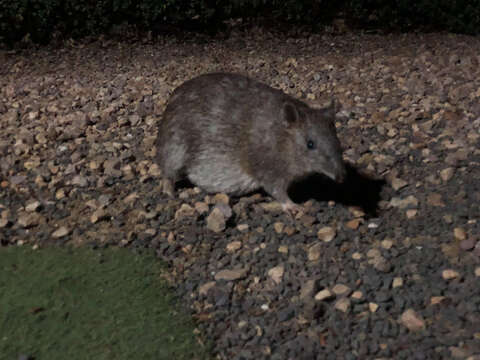 Image of Nuyts Southern Brown Bandicoot