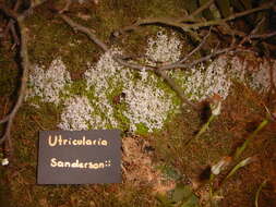 Image of Utricularia sandersonii Oliv.