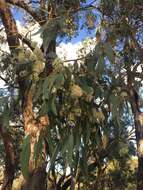 صورة Eucalyptus microcarpa (Maiden) Maiden