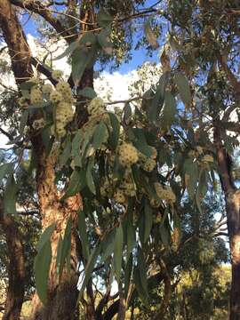 Image of Eucalyptus microcarpa (Maiden) Maiden