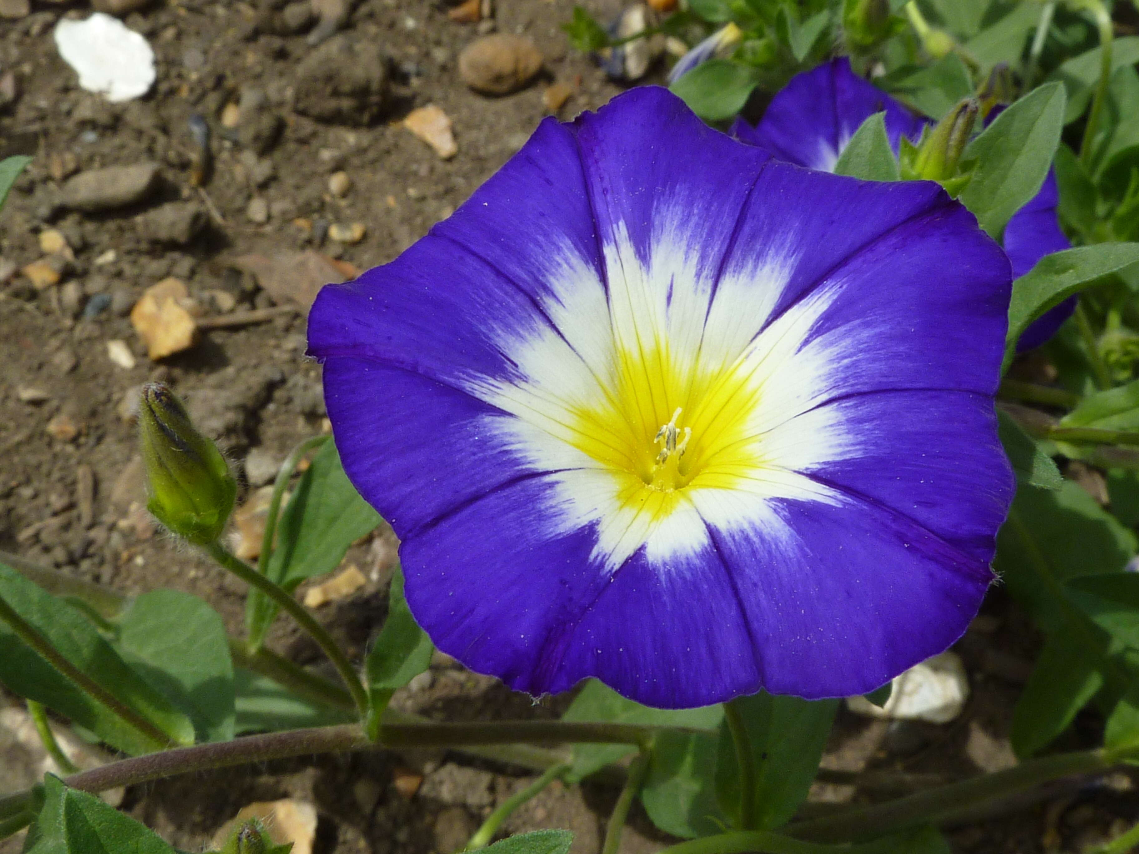 Image of Dwarf Morning Glory