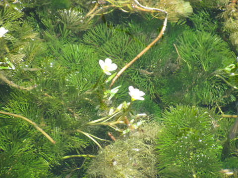 Image of fanwort