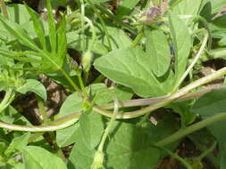 Image of Dwarf Morning Glory