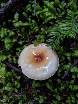 Image of Pholiota decorata (Murrill) A. H. Sm. & Hesler 1968