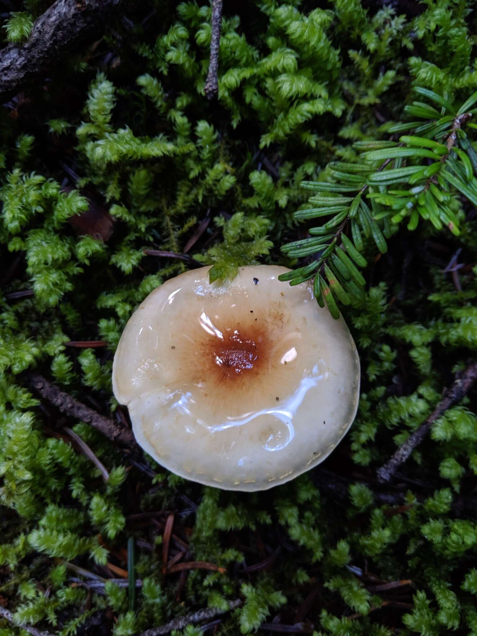 Image of Pholiota decorata (Murrill) A. H. Sm. & Hesler 1968