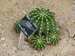 Image of Echinopsis oxygona