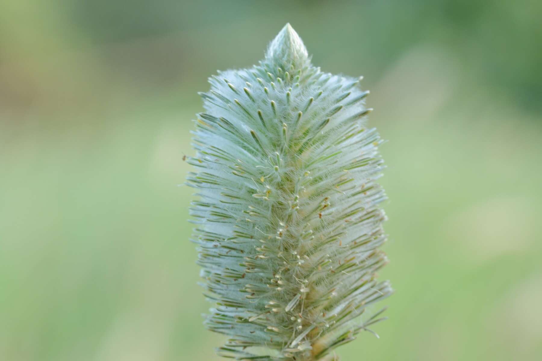 Image of Ptilotus xerophilus