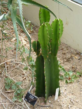 Image de Euphorbia abyssinica J. F. Gmel.