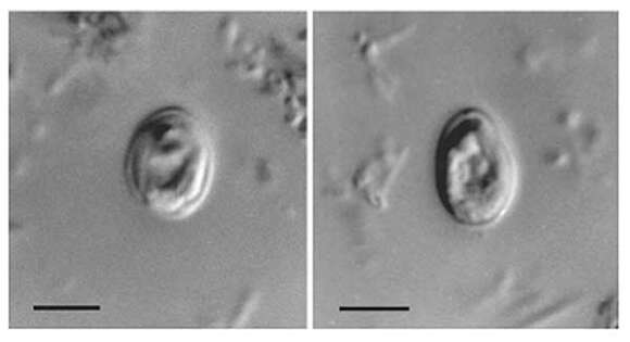 Plancia ëd Cryptosporidiidae