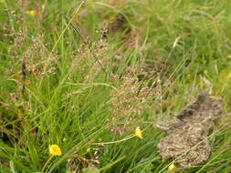 Imagem de Agrostis rupestris All.