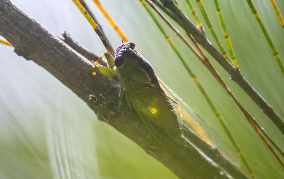 Image of Broad-striped Wattle Cicada