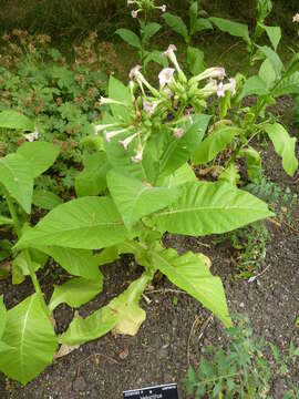 Image of cultivated tobacco