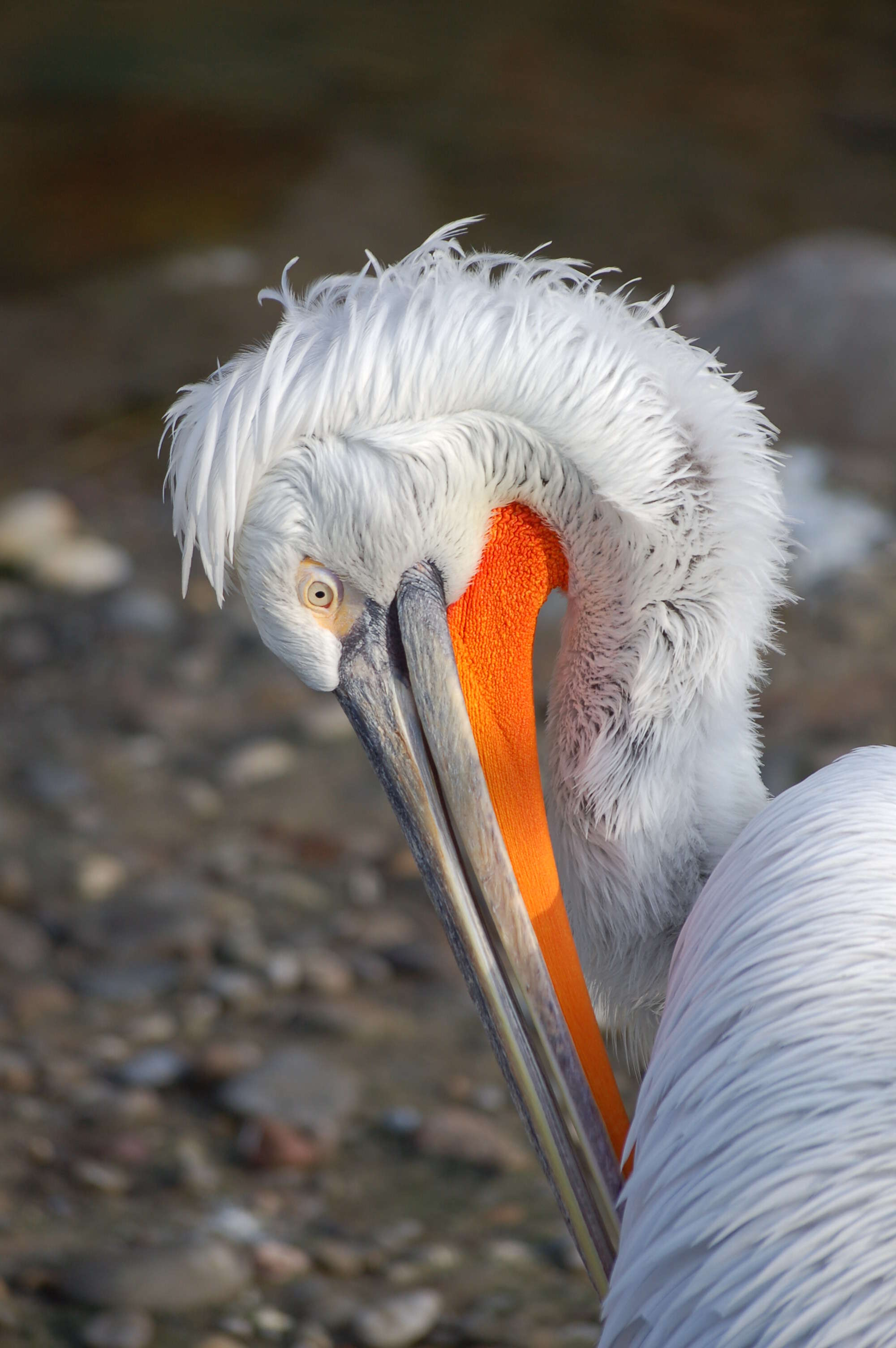 Image of Dalmatian Pelican