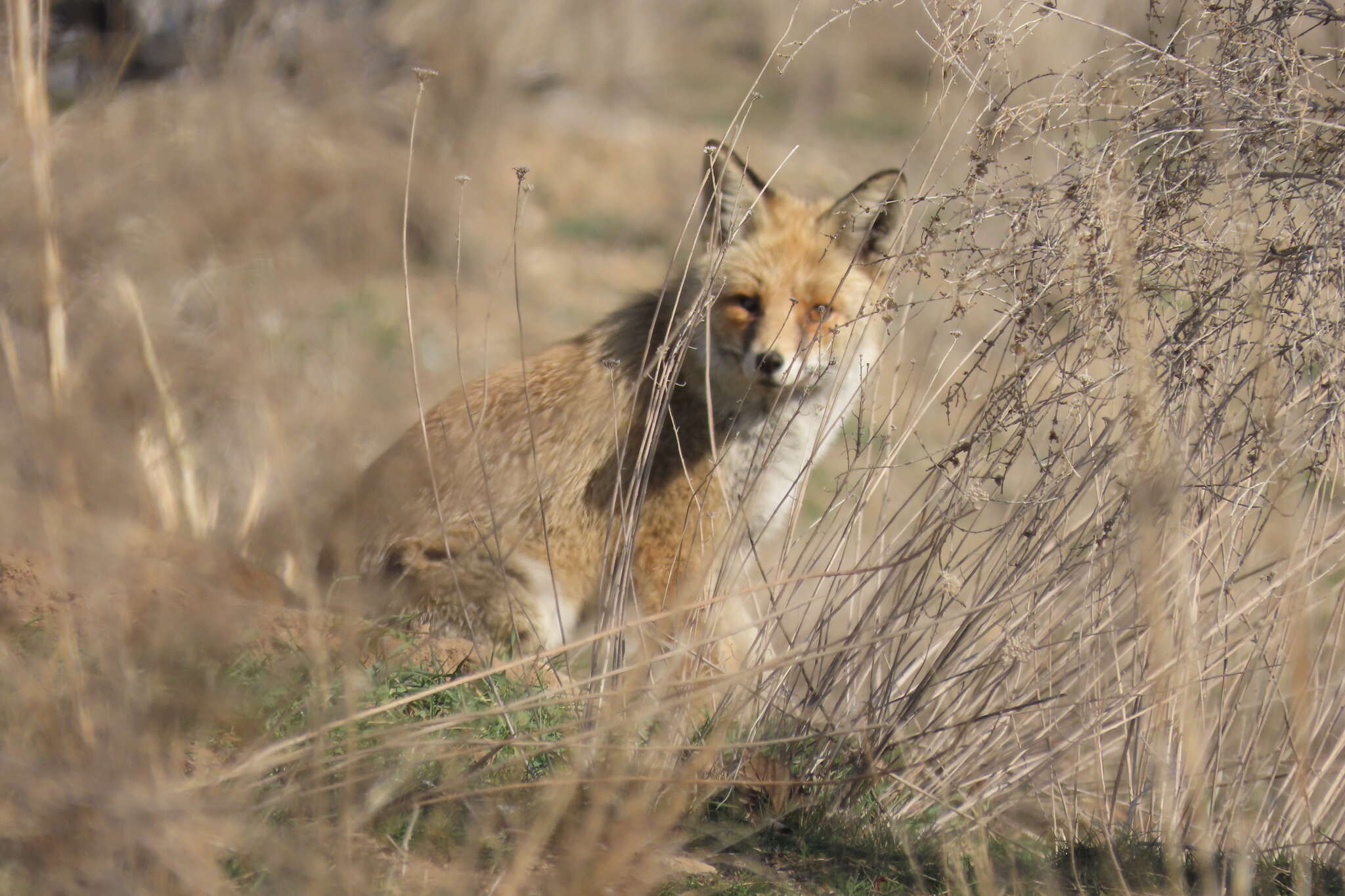 Image of Turkmenian fox