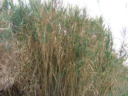 Image of giant reed