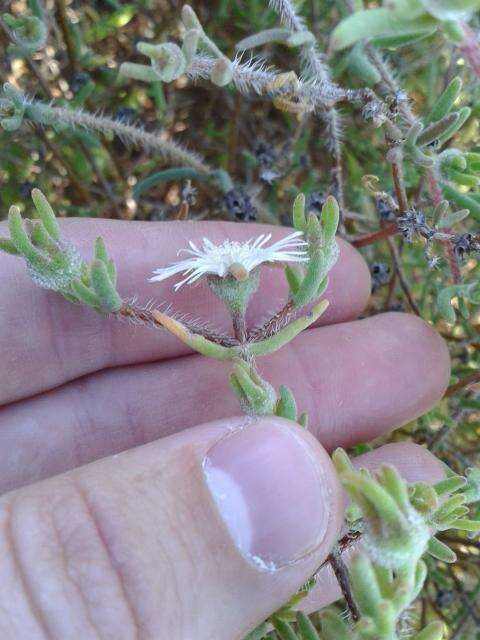 Imagem de Drosanthemum calycinum (Haw.) Schwant.