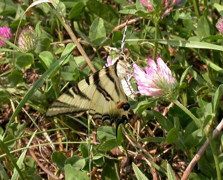 Imagem de Iphiclides