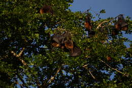 Image of Rodrigues Flying Fox