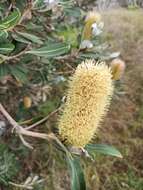 Image of Banksia integrifolia subsp. integrifolia