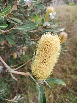 Image of Banksia integrifolia subsp. integrifolia