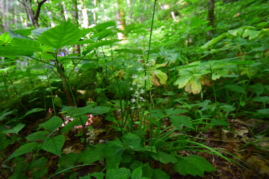 Image of Tiarella austrina (Lakela) G. L. Nesom