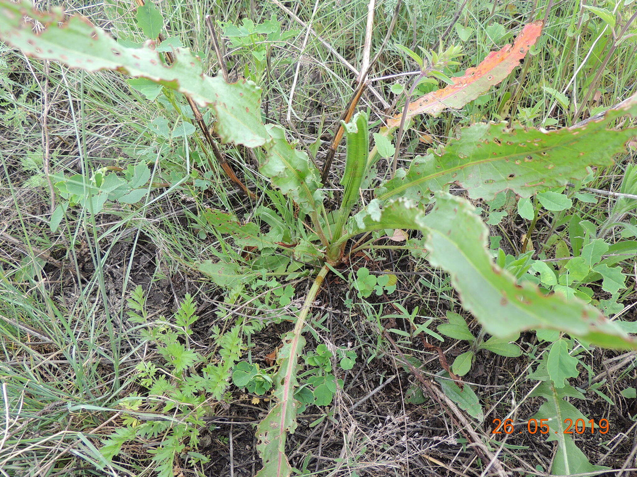 Imagem de Rumex pseudonatronatus (Borb.) Borb. ex Murb.