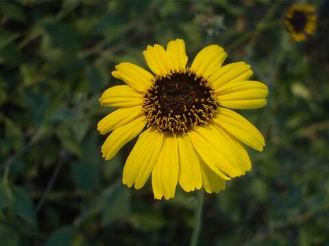 Sivun Encelia californica Nutt. kuva