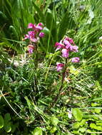 Image de Pedicularis nordmanniana Bunge