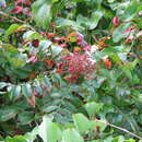 Rhus copallina L. resmi