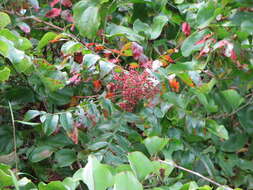 Rhus copallina L. resmi