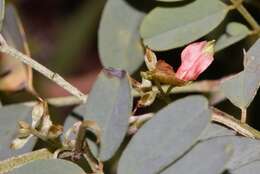 Image of Indigofera tinctoria subsp. arcuata (J. B. Gillett) Schrire