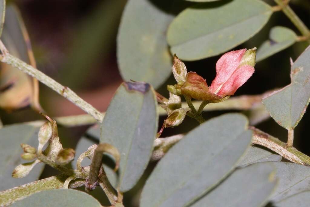 Image of Indigofera tinctoria subsp. arcuata (J. B. Gillett) Schrire