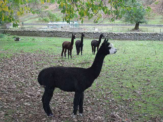 Image of Alpaca