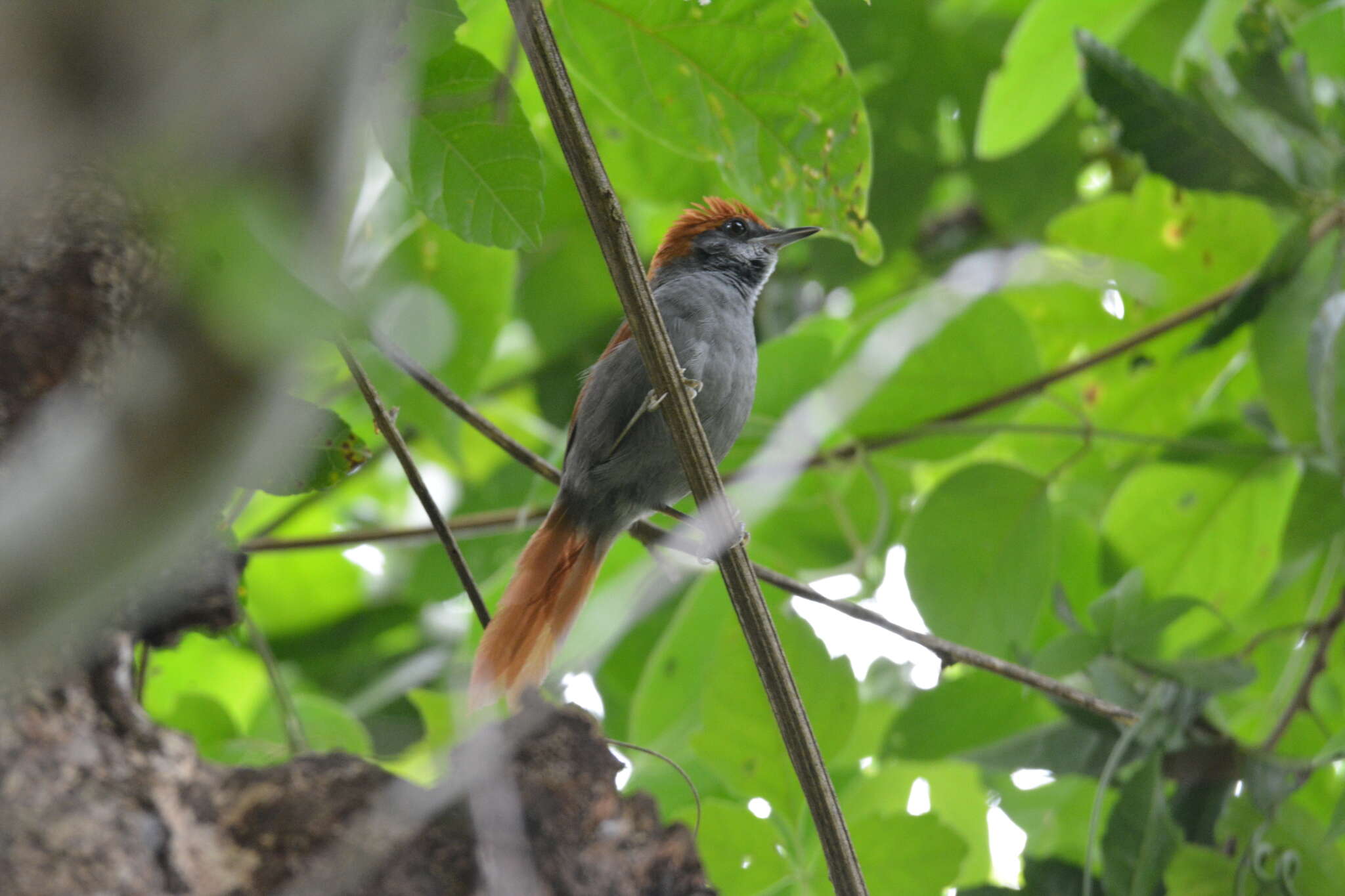 Image of Pernambuco Spinetail