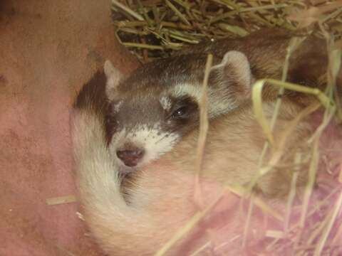 Image of Black-footed Ferret