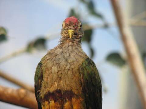 Image of Beautiful Fruit Dove