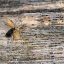 Image of Common Mallow Pear-shaped Weevil