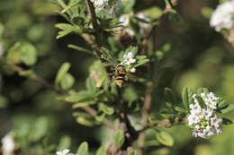 Brachygastra bilineolata (Spinosa 1841)的圖片