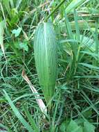 Image of Setaria megaphylla (Steud.) T. Durand & Schinz