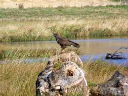 Image of Common Buzzard