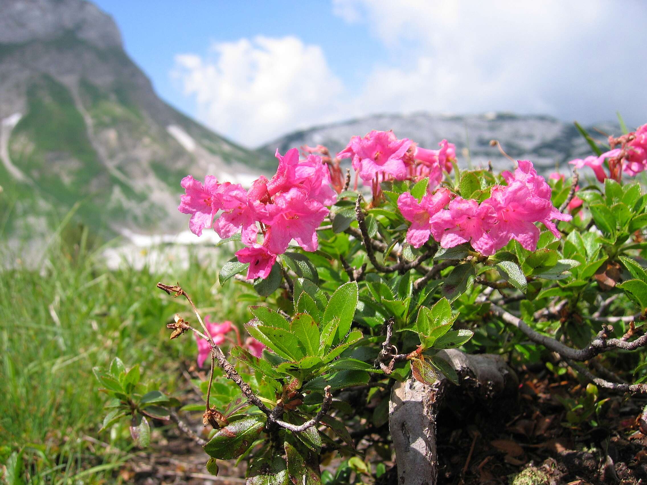 Image of Hairy Alpenrose