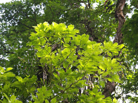 Image of Gavilán Tree