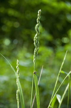 Image of Ascherson's orchardgrass