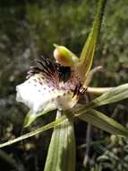 Image of Northern darting spider orchid