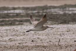 Plancia ëd Numenius phaeopus alboaxillaris Lowe 1921