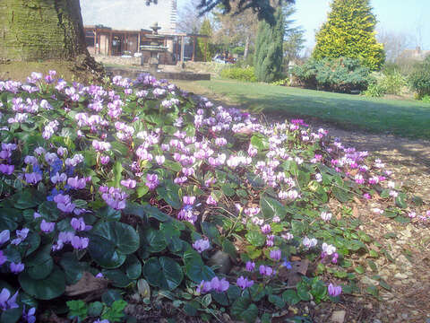 Image of Cyclamen coum Miller