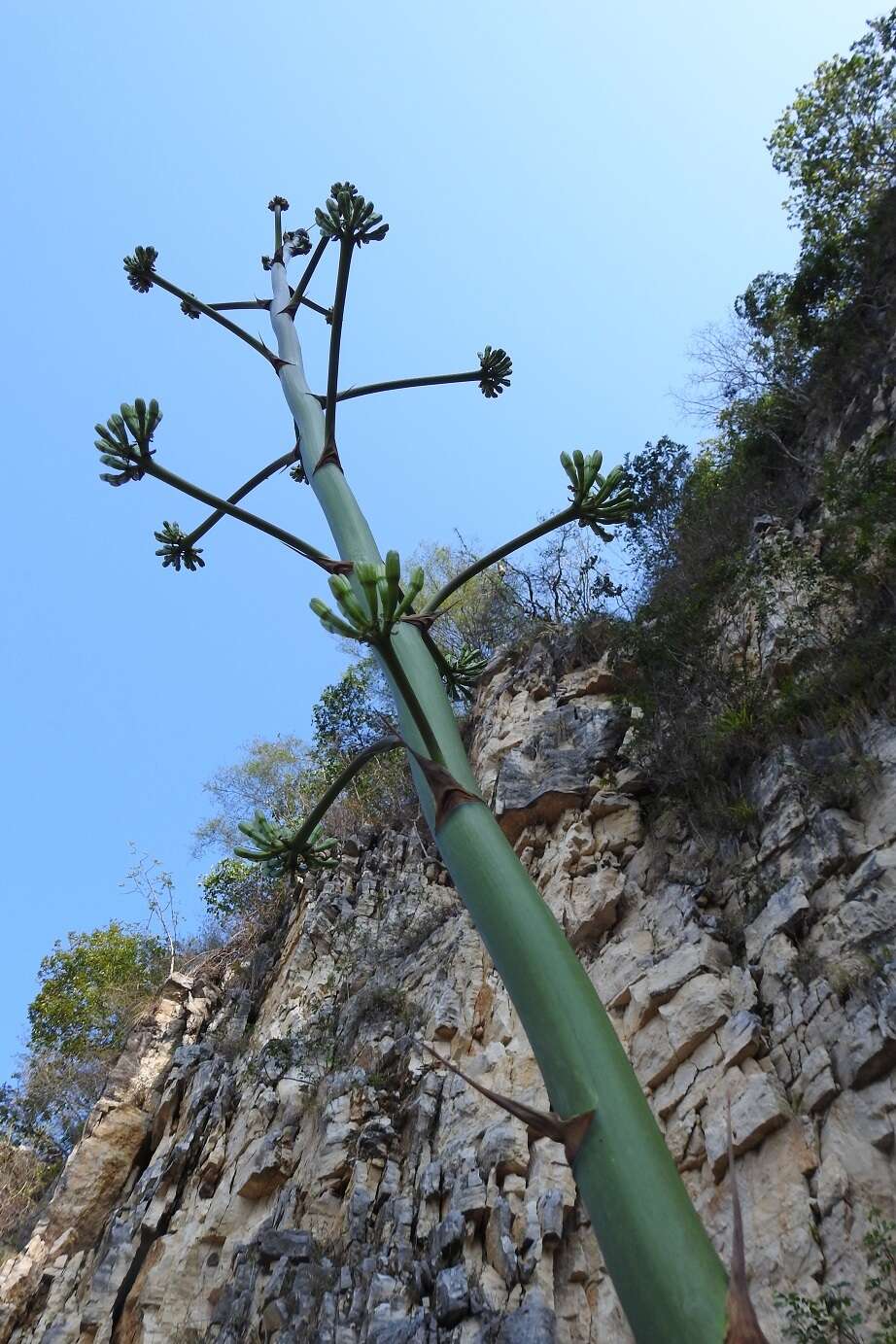 Image of Agave hiemiflora Gentry