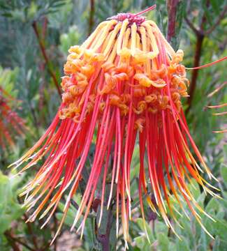 Image of Rocket pincushion