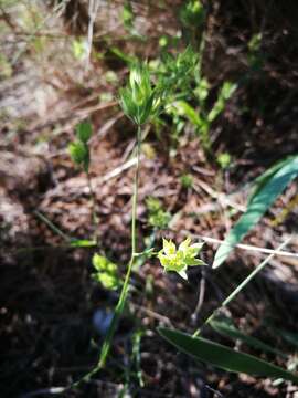 Bupleurum baldense Turra resmi