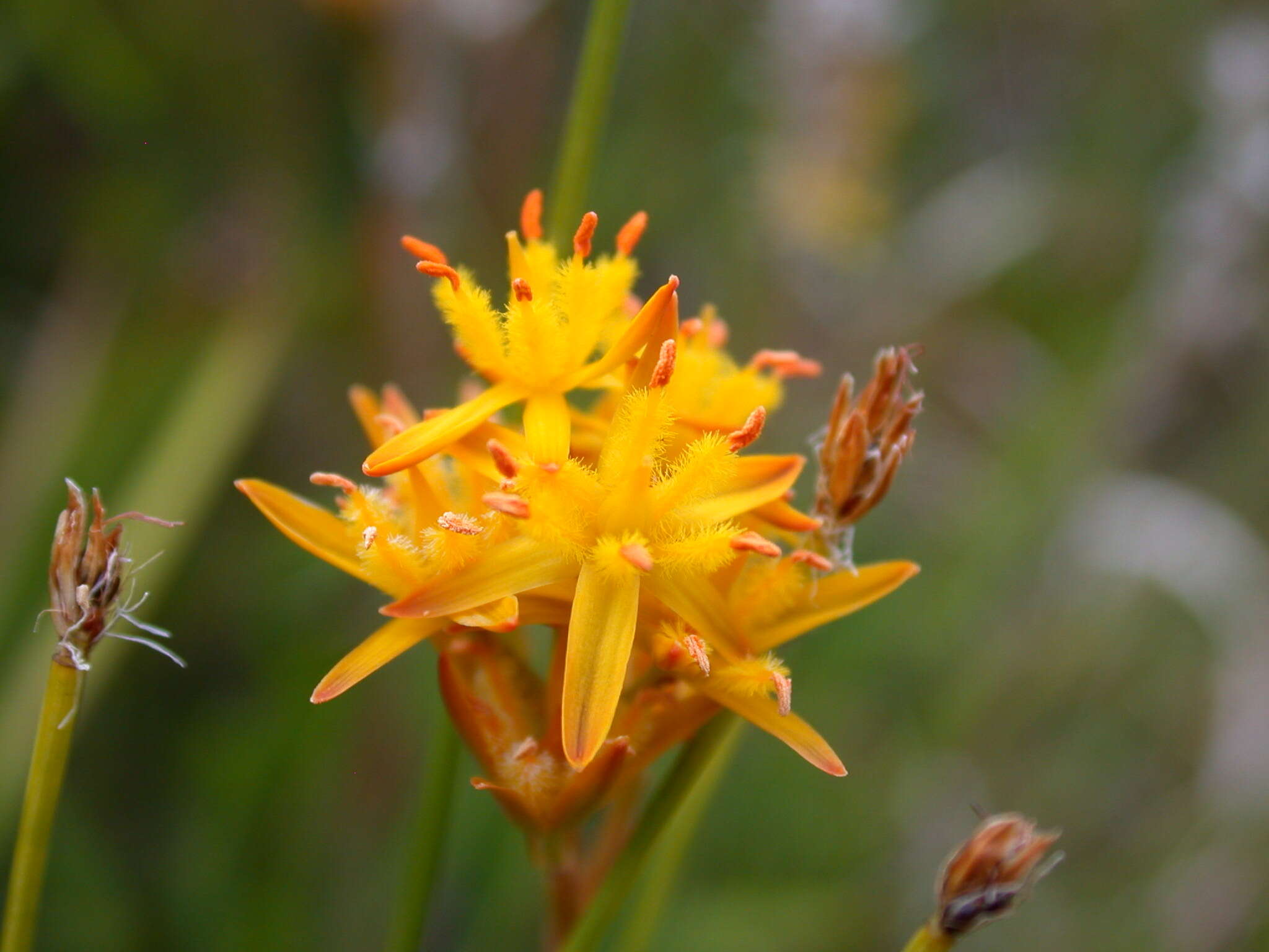 Image of Bog asphodel